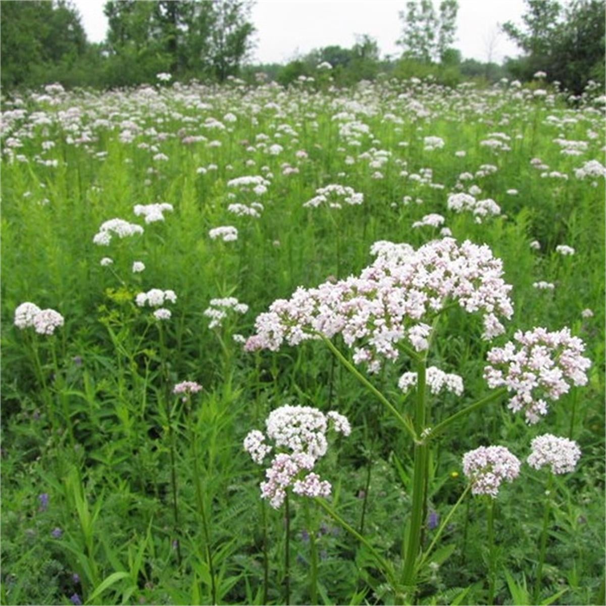 Valeriana officinalis kedi otu fidesi
