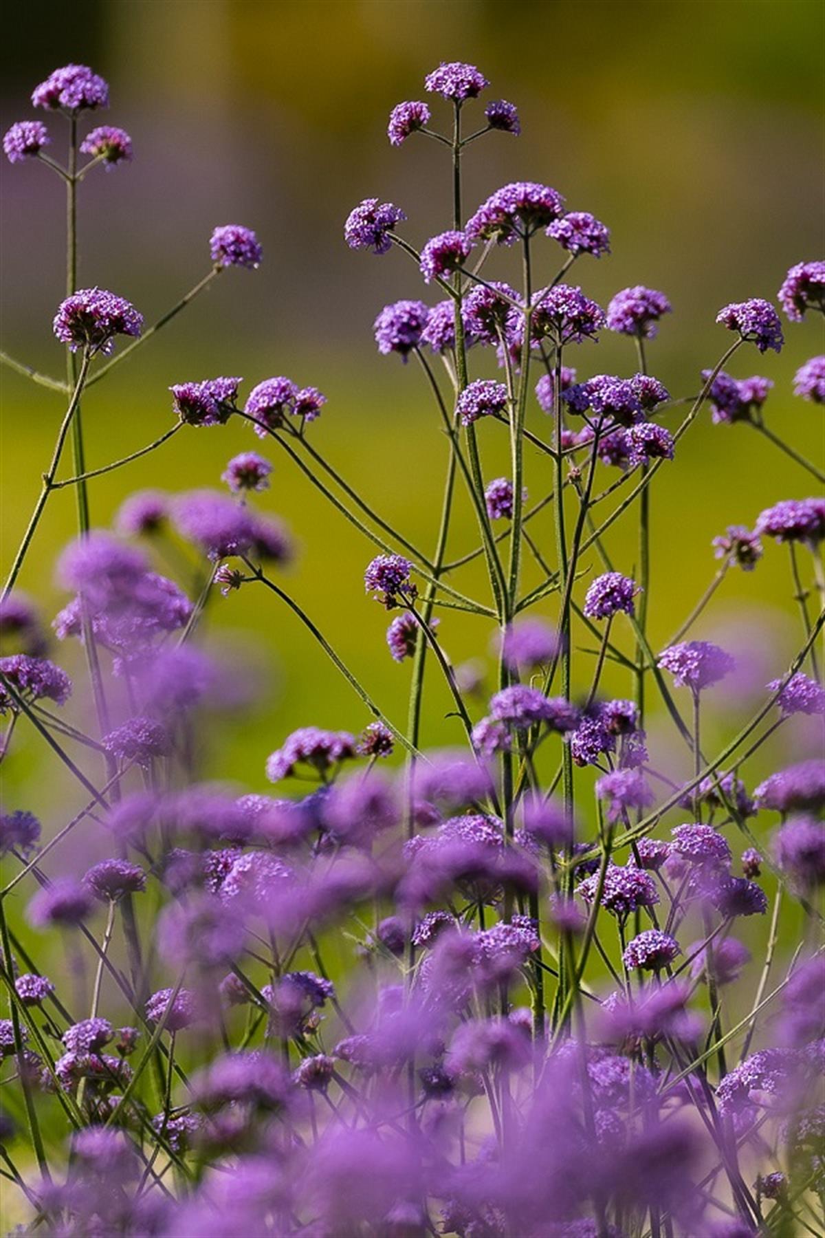 Verbena bonariensis