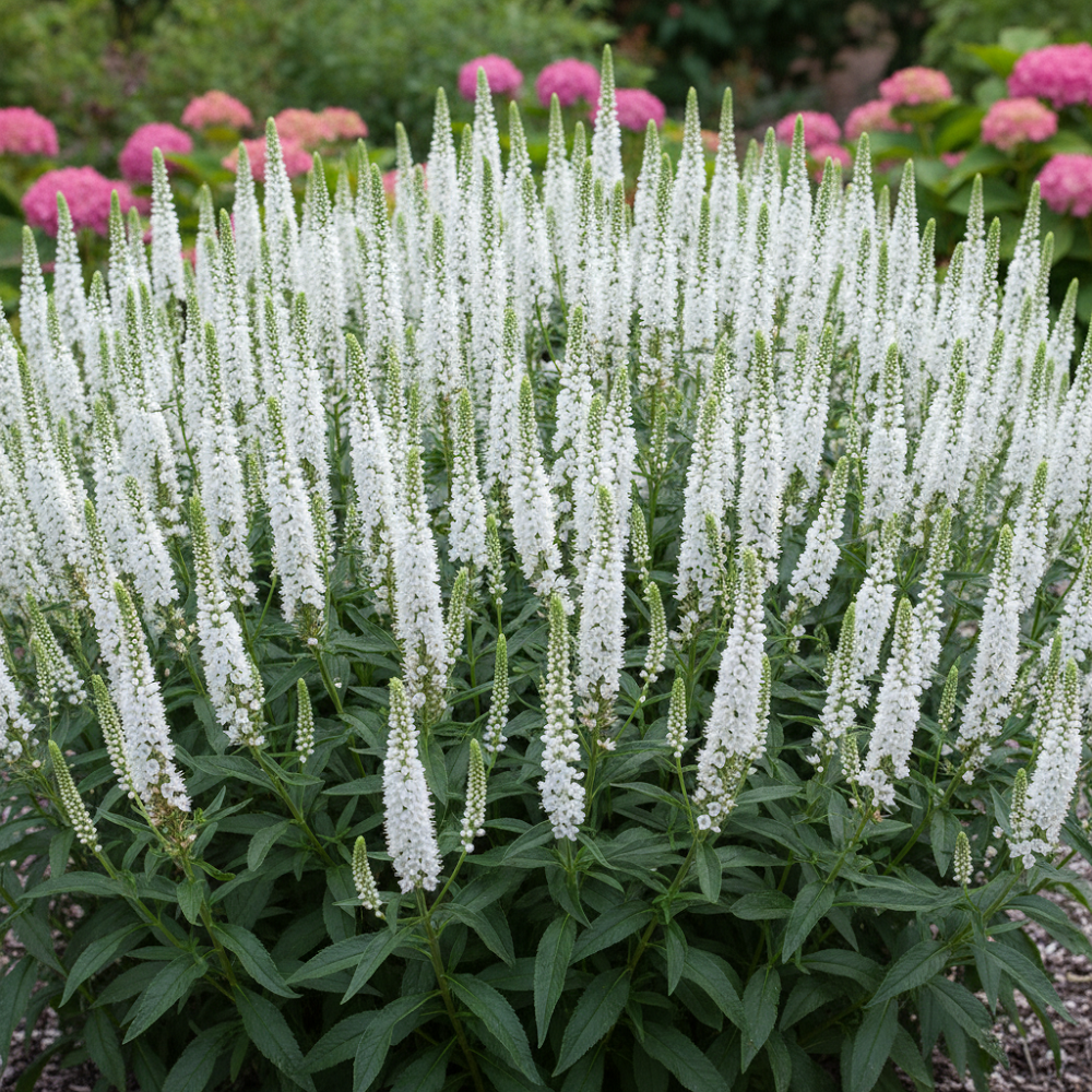 Veronica longifolia White Jolanda Beyaz Yavşan Otu Fidesi