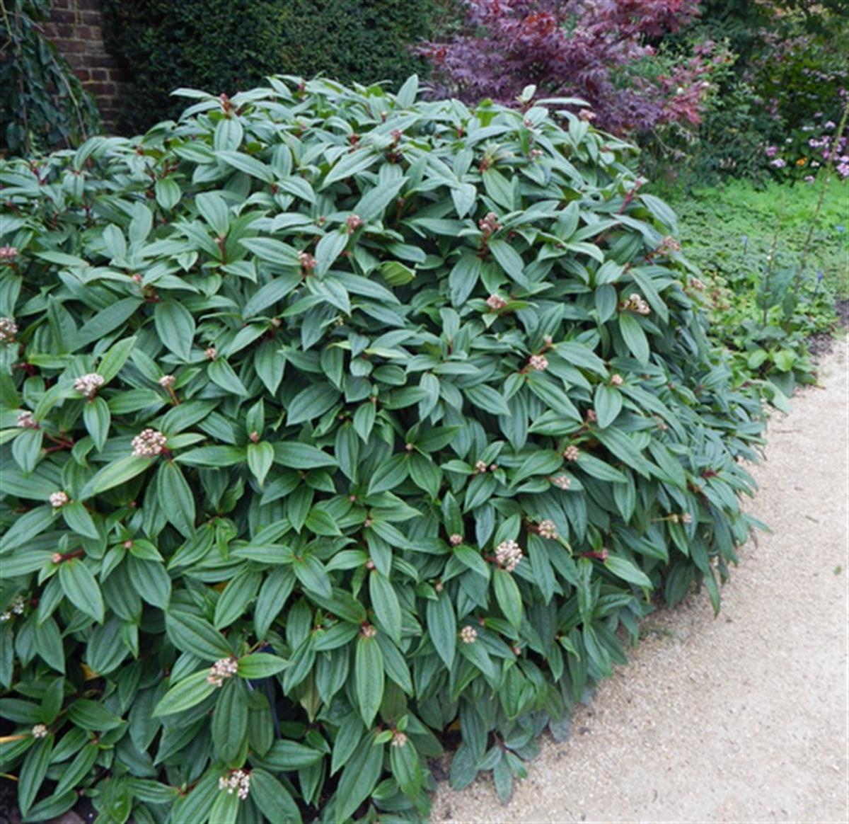 Viburnum davidii Angustifolia Dar yapraklı Davud kartopu fidanı