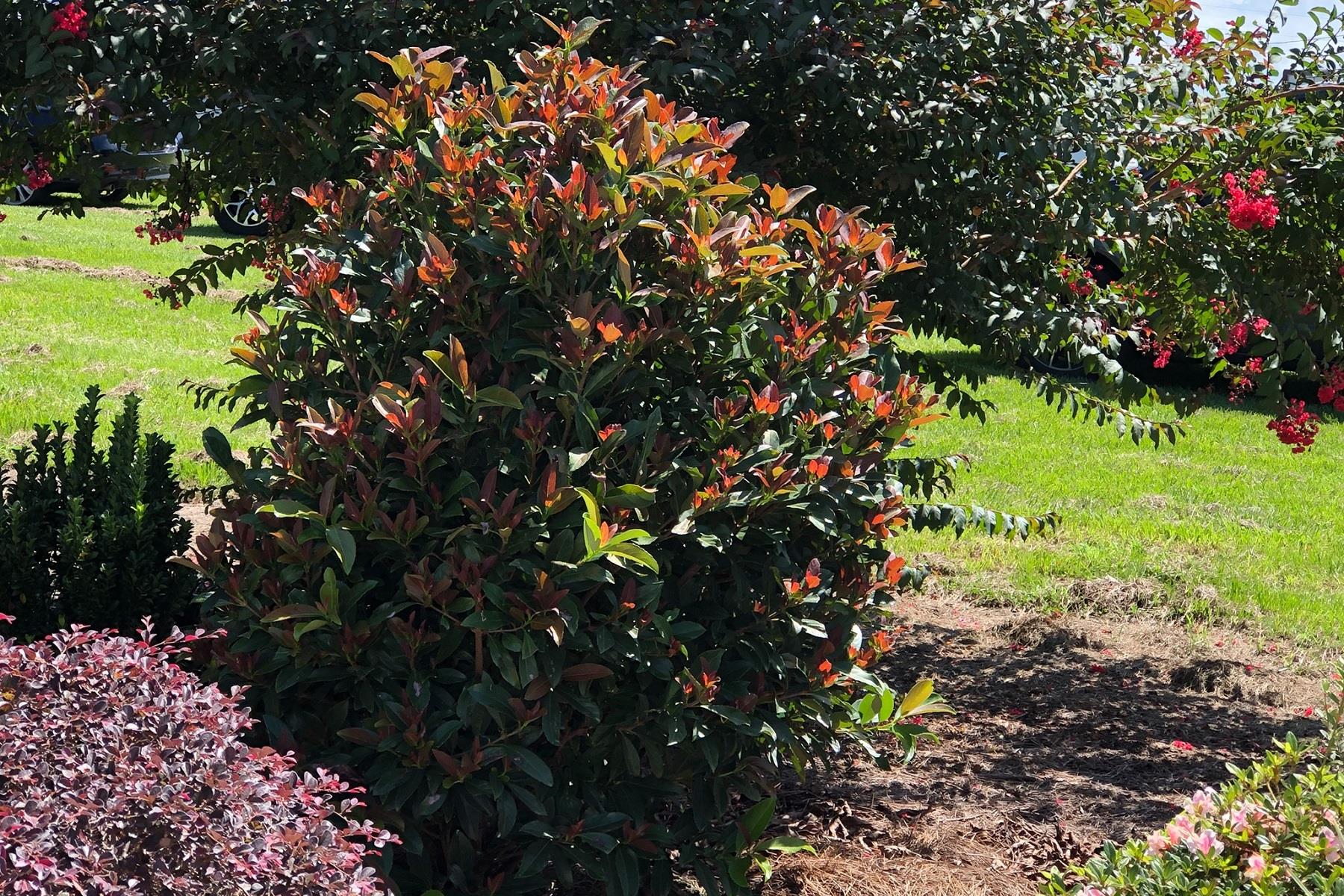 Viburnum odoratissimum Coppertop Kartopu fidanı