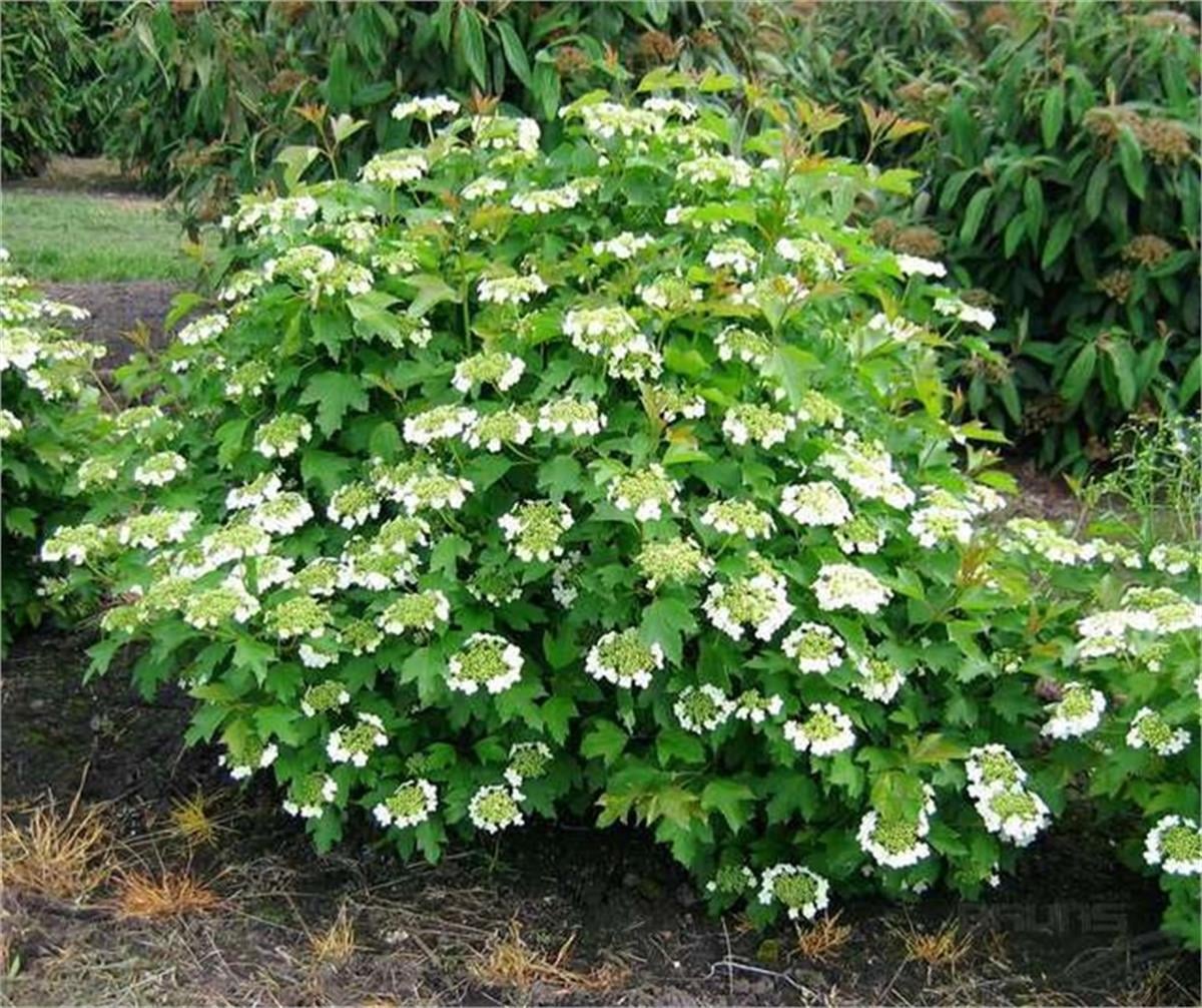 Viburnum opulus Compactum bodur yaz kartopu fidanı