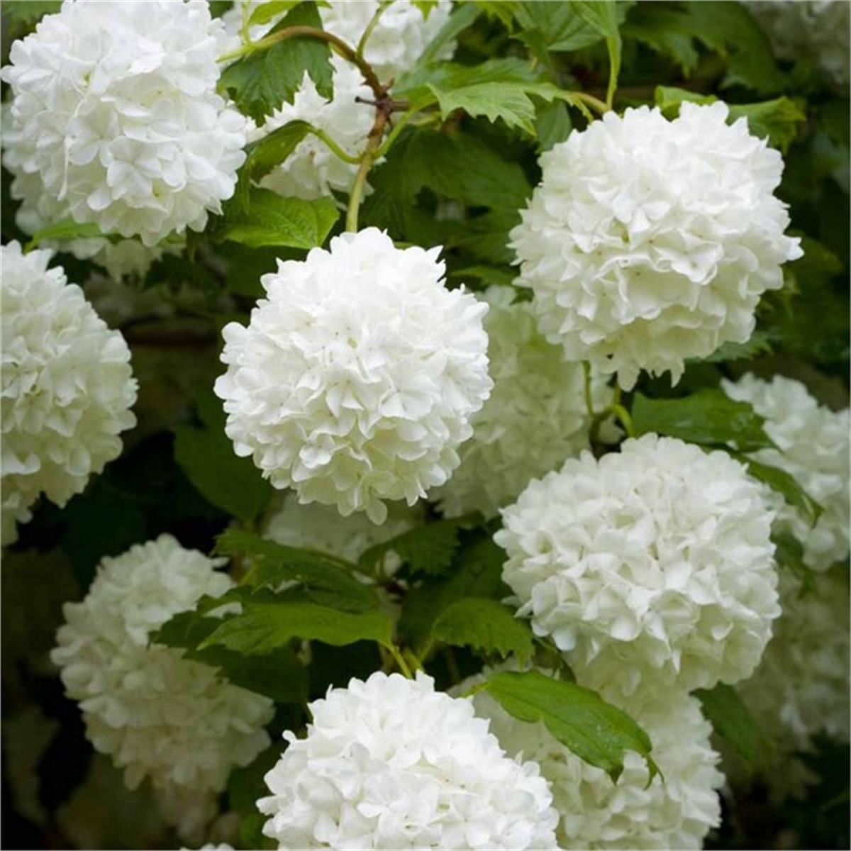Viburnum opulus Yaz Kartopu fidanı