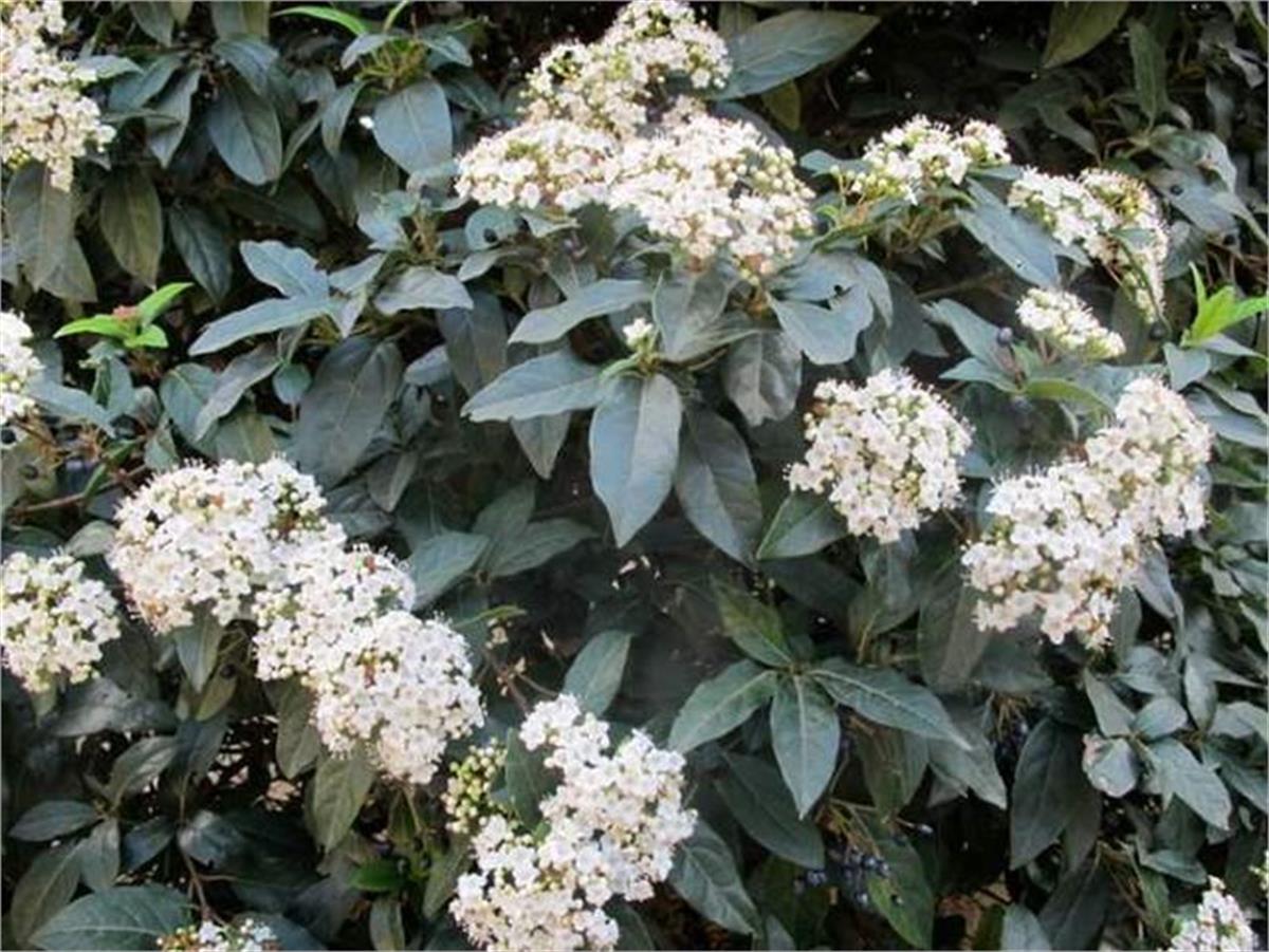 Viburnum tinus Kış Kartopu fidanı