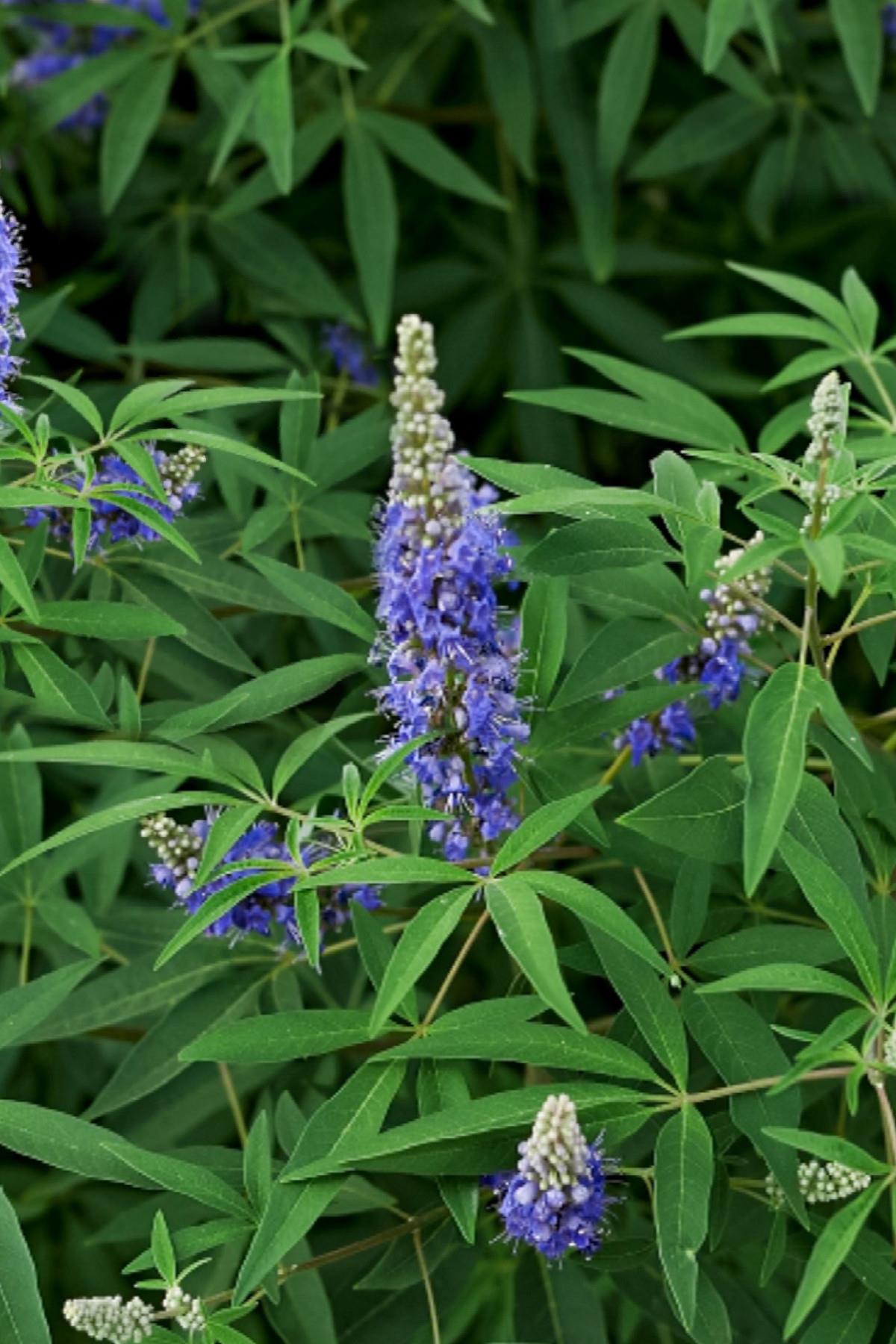 Vitex agnus Kara hayıt fidanı