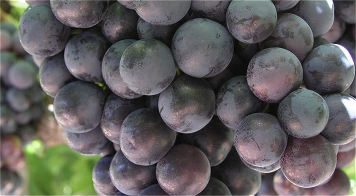 Vitis vinifera Alphonse Lavallee Asma fidanı Alfons Üzüm