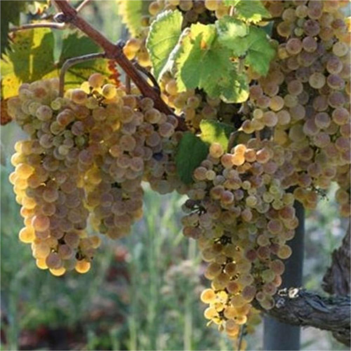 Vitis vinifera Balbal Asma Üzüm fidanı