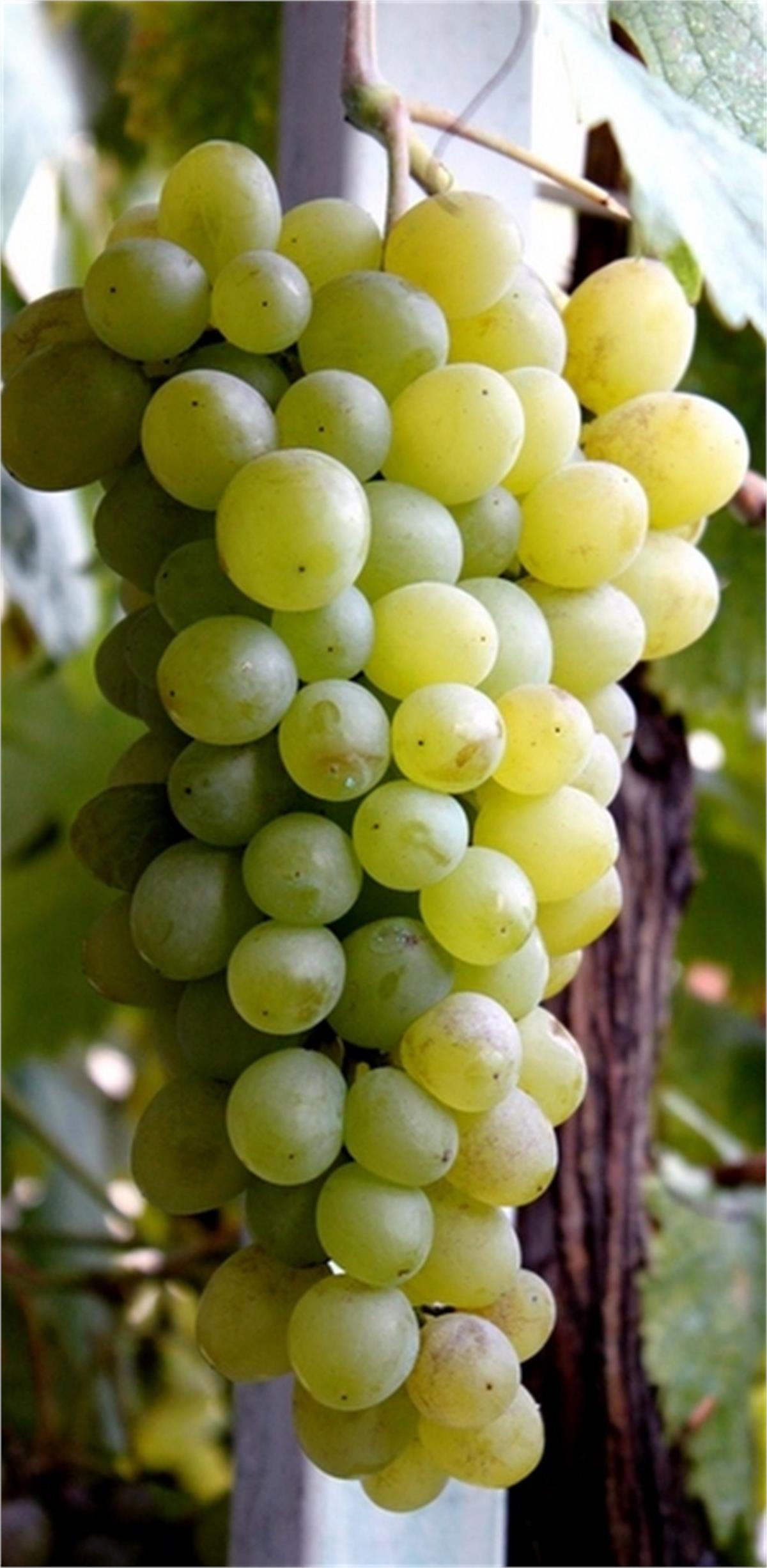 Vitis vinifera Bozcaada Çavuş Asma fidanı
