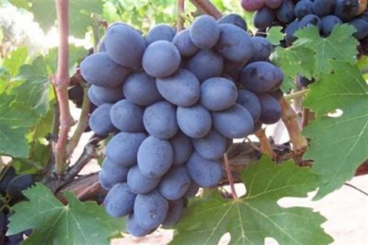 Vitis vinifera Değirmendere Asma Üzüm fidanı