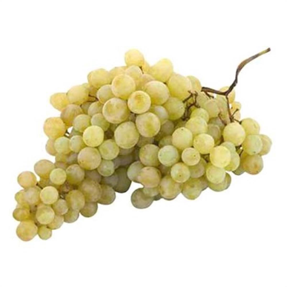 Vitis vinifera İznik Asma Üzüm fidanı
