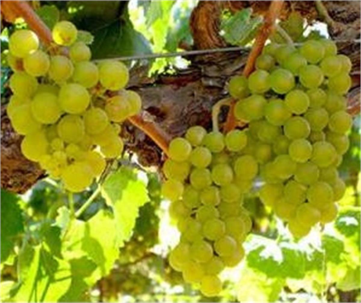 Vitis vinifera Kürt Asma Üzüm fidanı