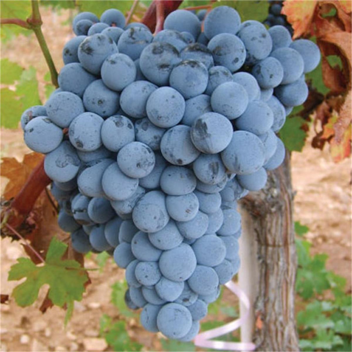 Vitis vinifera Öküz Gözü Asma fidanı