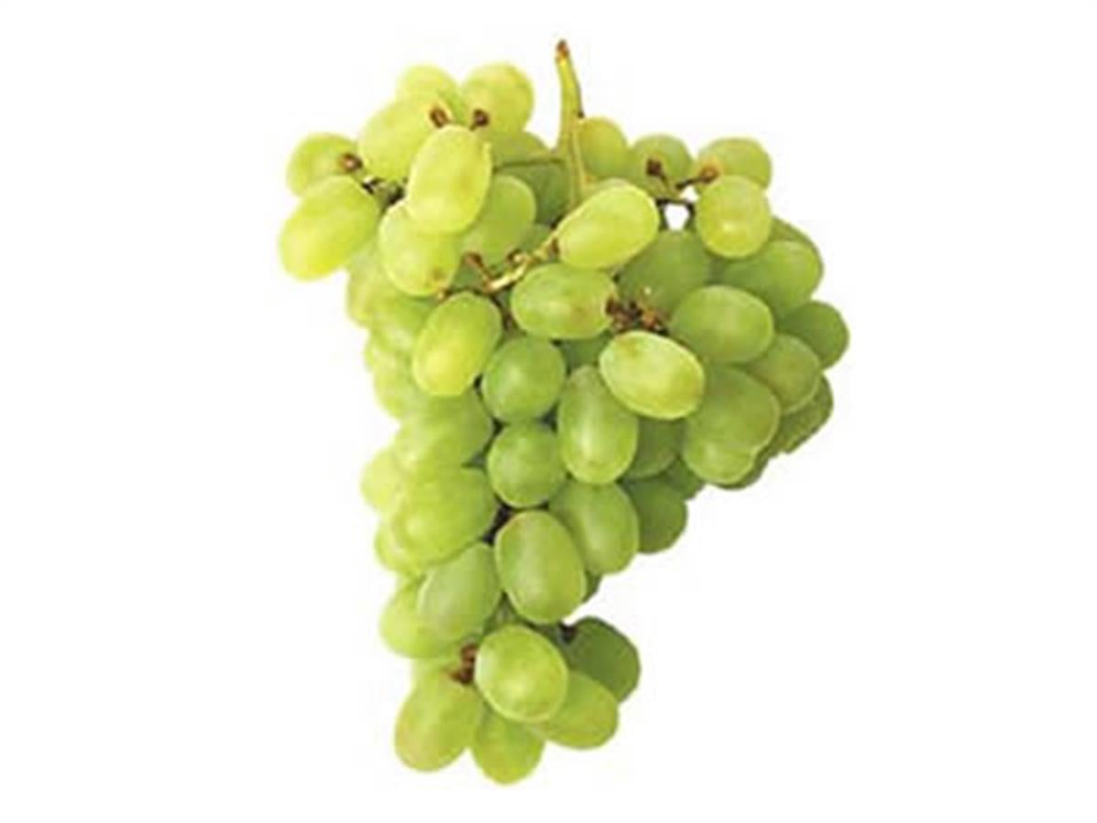 Vitis vinifera Razakı Asma fidanı