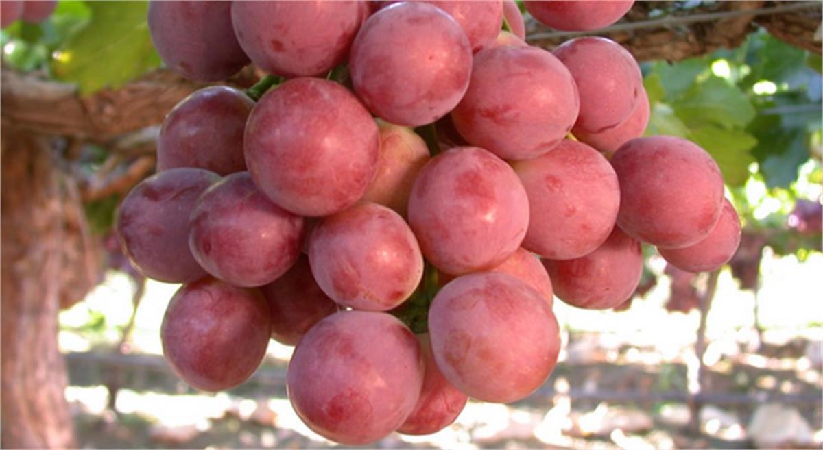 Vitis vinifera Red Globe Asma fidanı