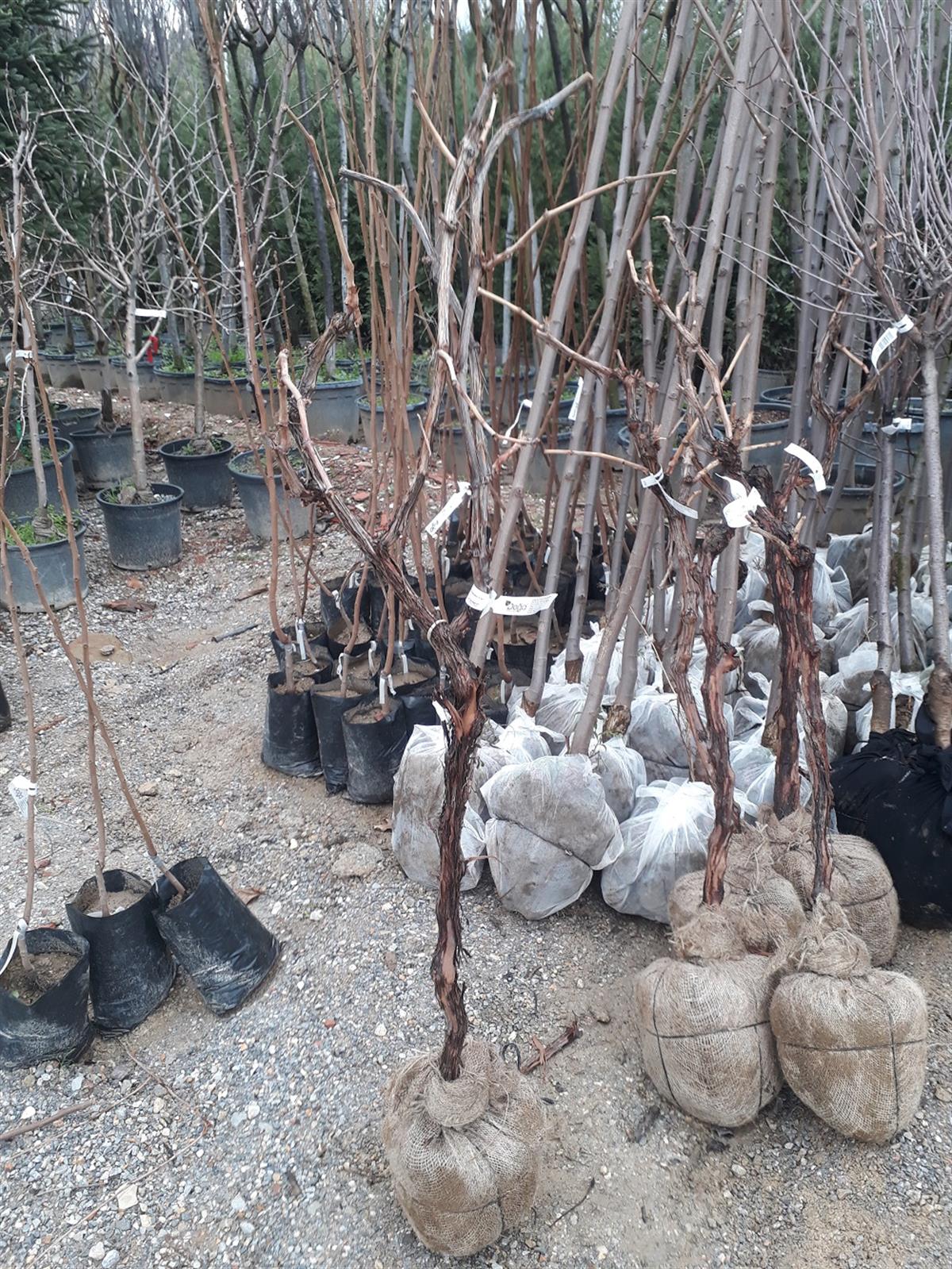 Vitis vinifera Sultani Çekirdeksizi Asma fidanı