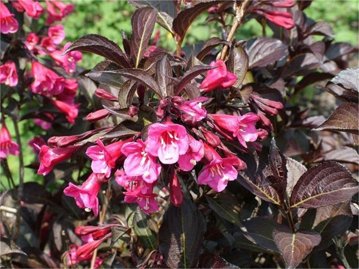 Weigela florida Alexandra Kırmızı Elmaziye fidanı