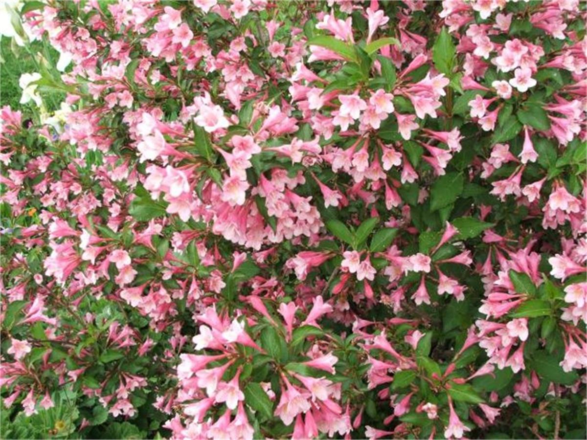 Weigela florida Elmaziye Elma çiçeği fidanı