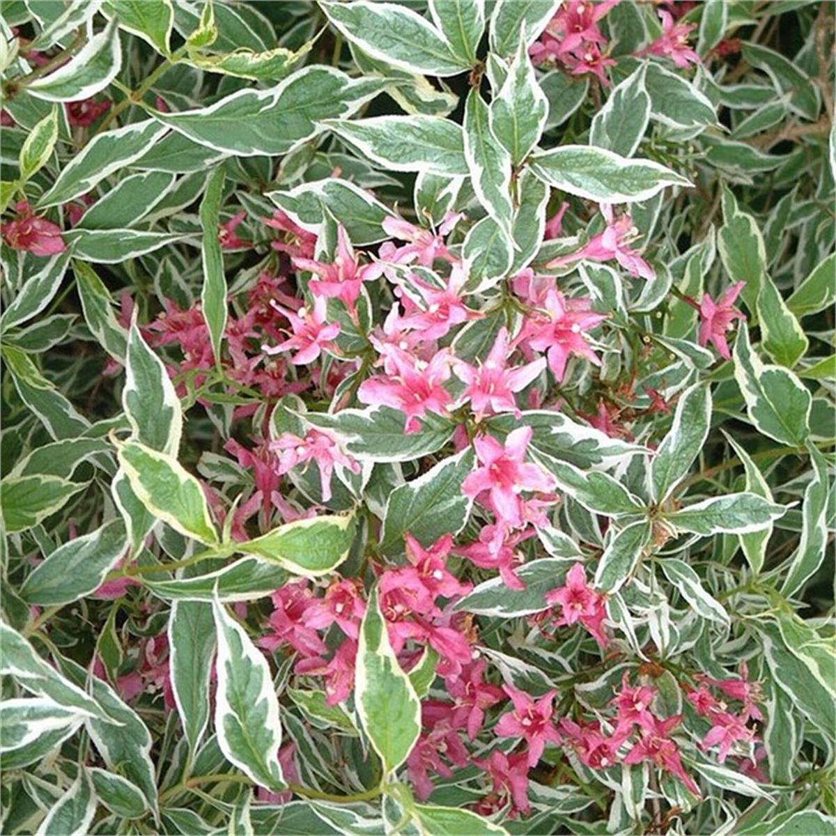 Weigela Kosteriana variegata Beyaz Alacalı Elmaziye fidanı
