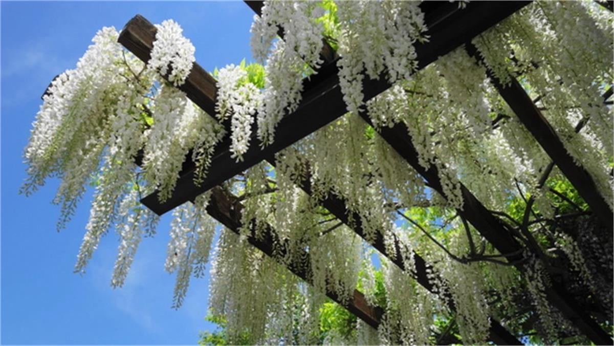 Wisteria floribunda Alba Beyaz Morsalkım Japon Mor Salkım fidanı