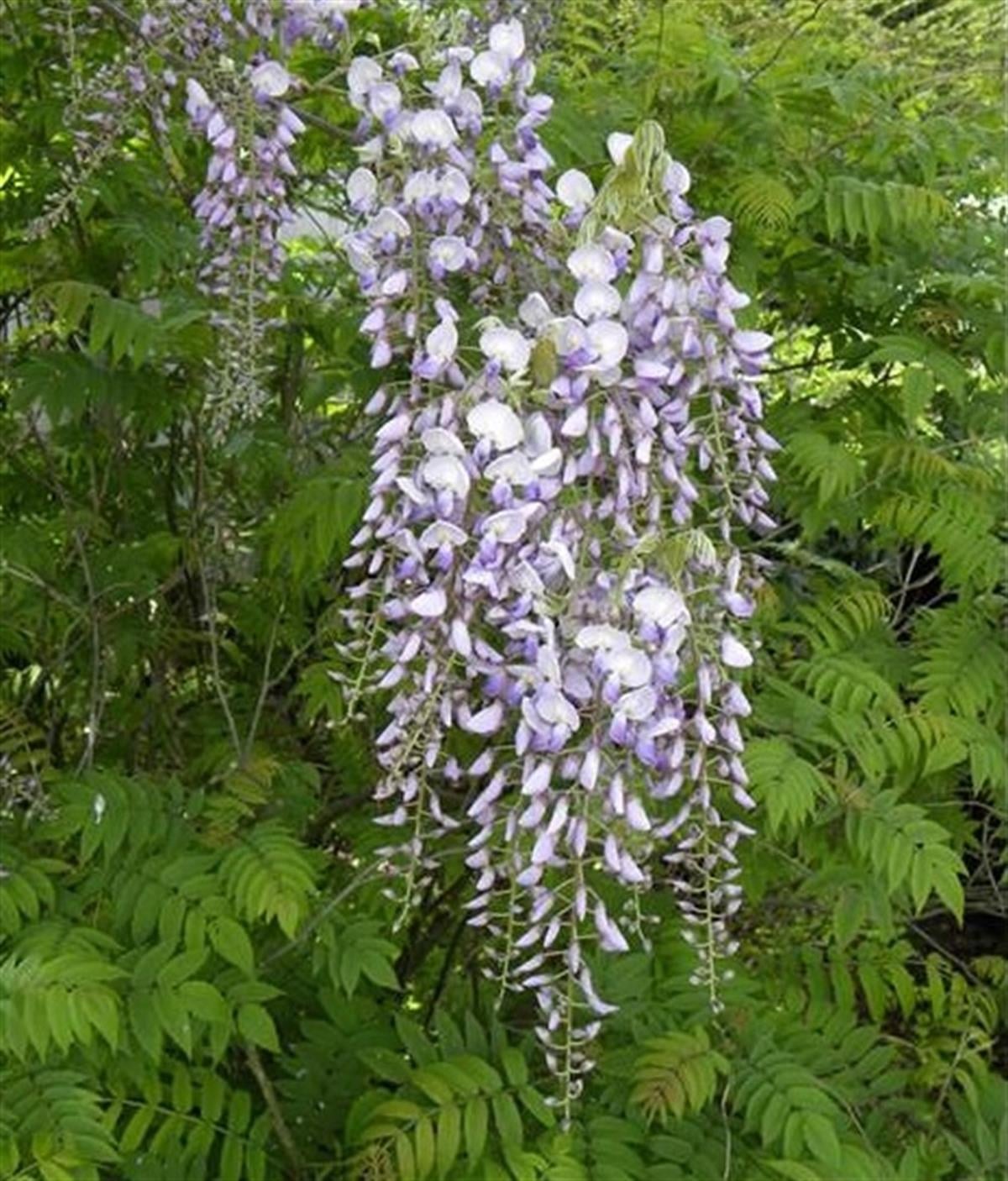 Wisteria floribunda Mauve Morsalkım Mor Salkım fidanı