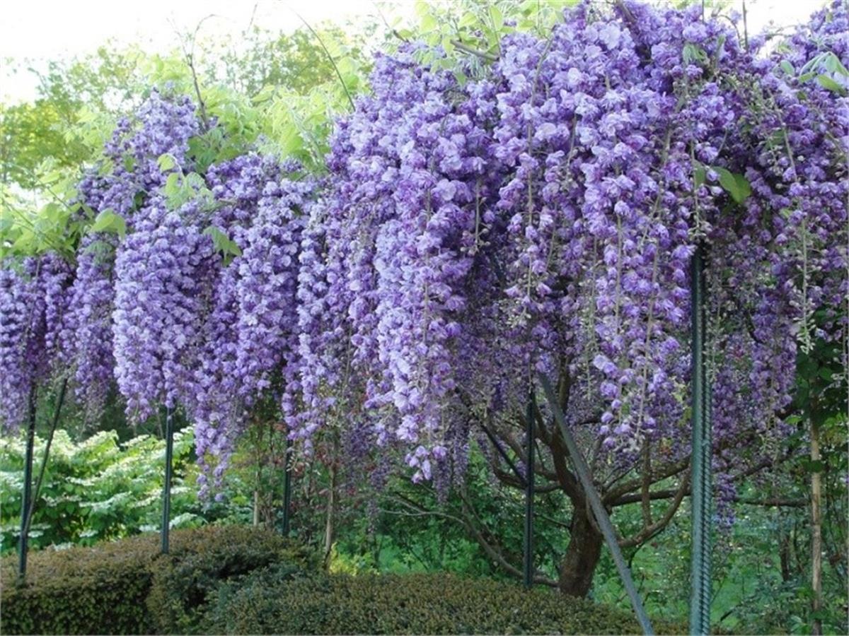 Wisteria floribunda Vio. plena morsalkım Katlı mor salkım fidanı