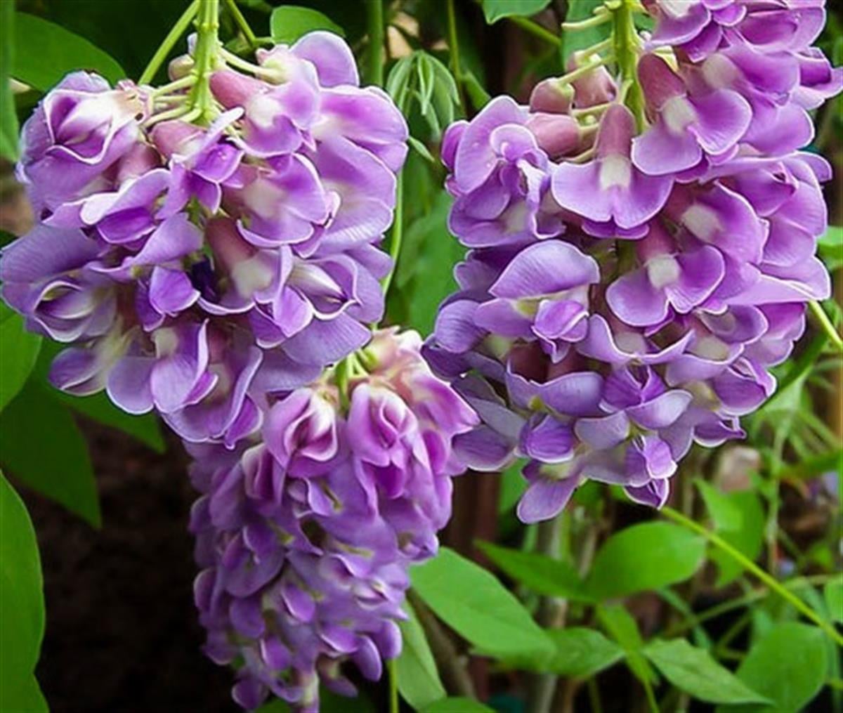 Wisteria sinensis Amethyst falls Morsalkım Mor Salkım fidanı