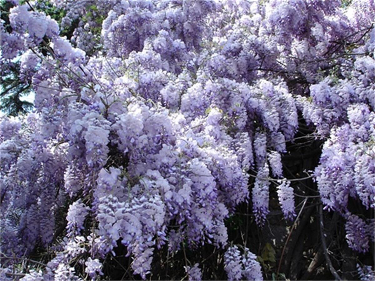 Wisteria sinensis Kokulu Çin Morsalkım Mor Salkım fidanı