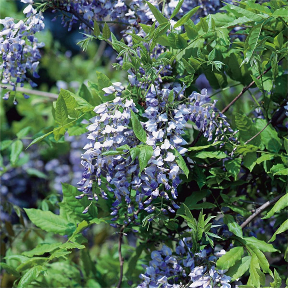 Wisteria sinensis Prolific mavi çin mor salkım fidanı