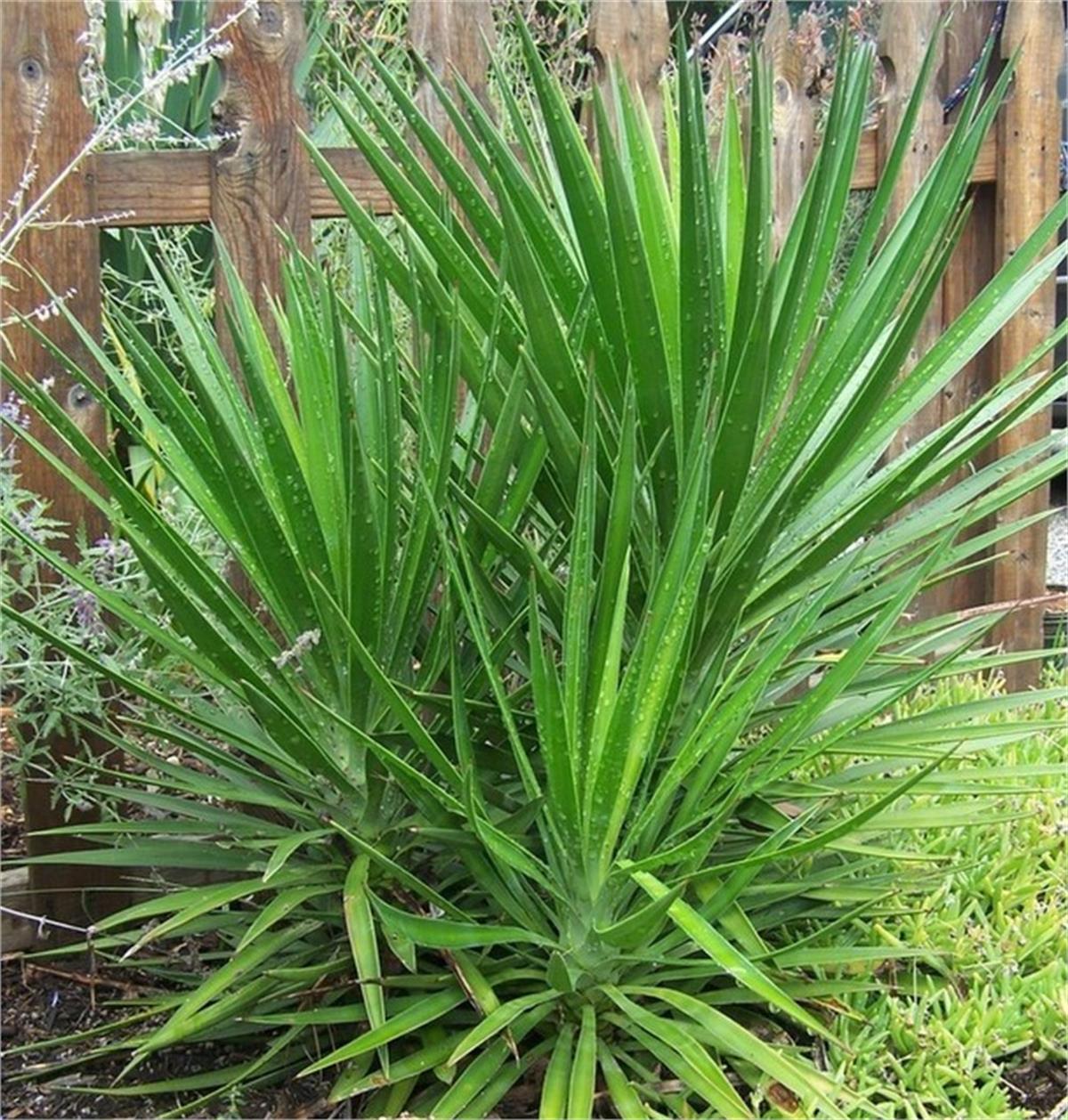 Yucca aloifolia Yuka fidanı