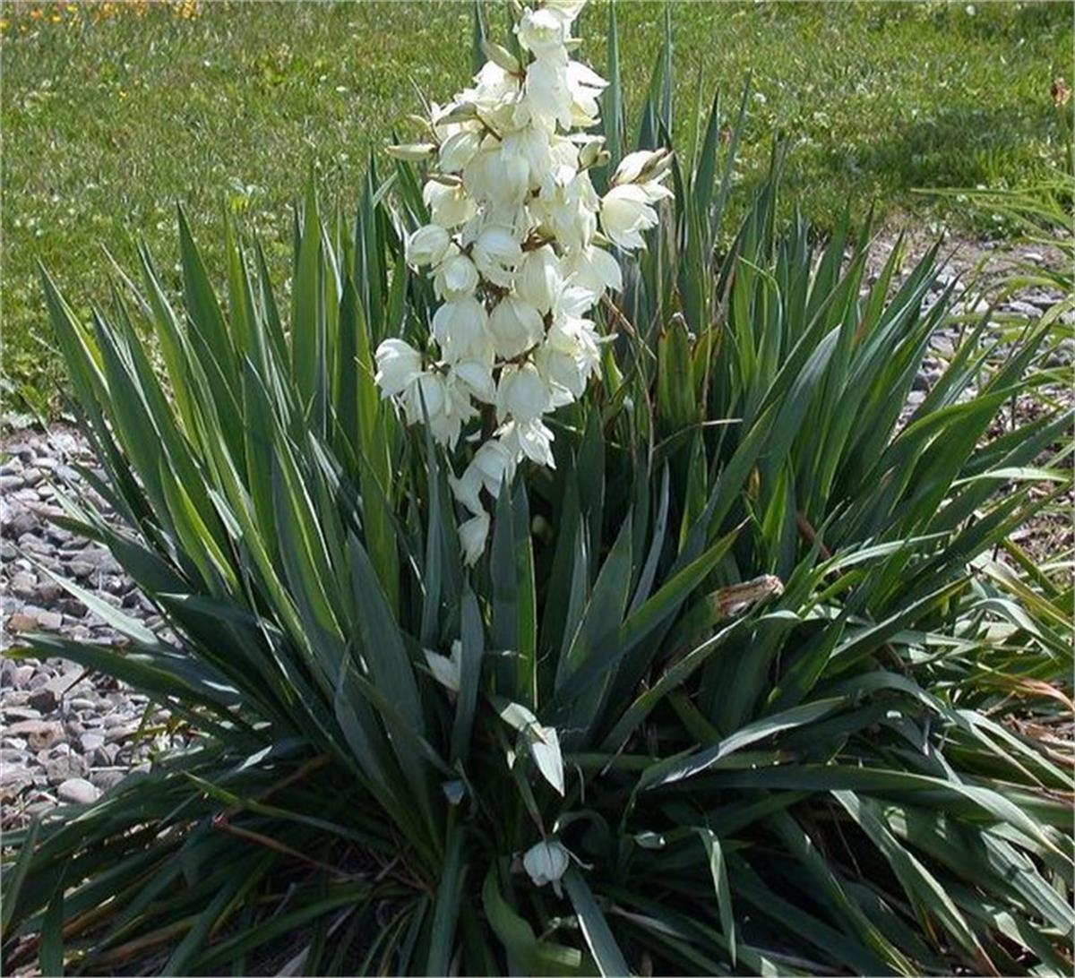 Yucca filamentosa Yuka fidanı