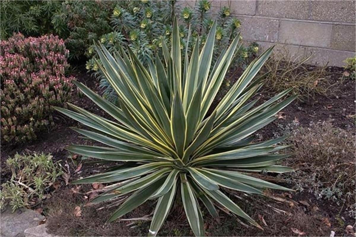 Yucca gloriosa Variegata Yuka fidanı