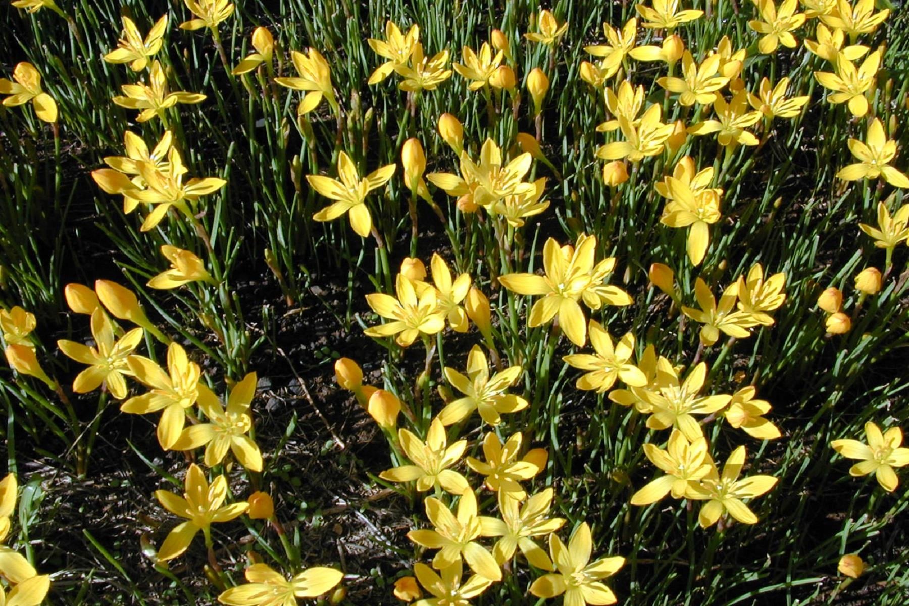 Zephyranthes citrina Sarı Zıpçıktı Soğanı