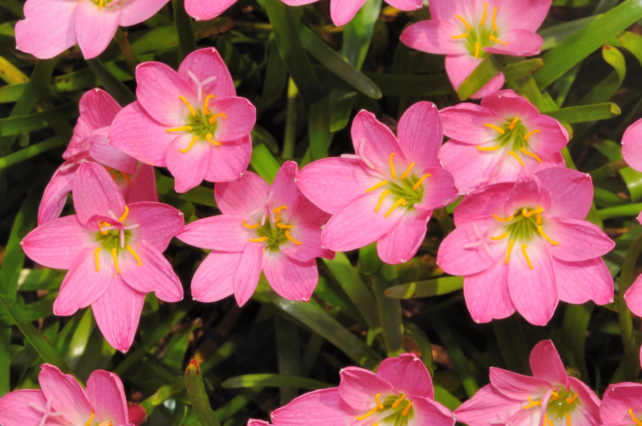 Zephyranthes Pembe Zıpçıktı Soğanı