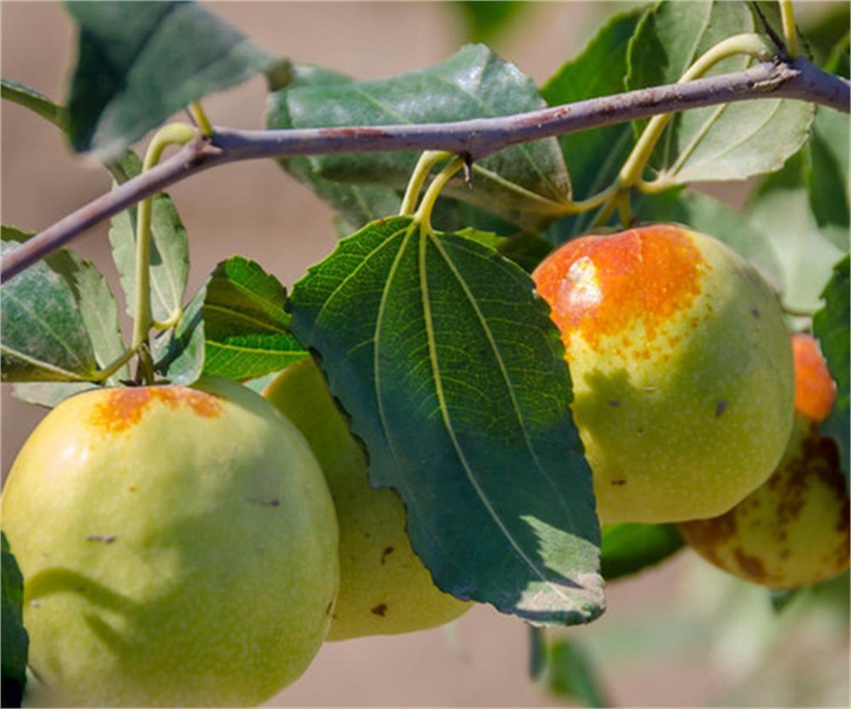 Zizyphus jujuba Shanxi Li iri Hünnap fidanı