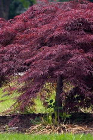 Acer palm. Dissectum Crimson Queen Sarkık Kırmızı Akçaağaç fidanı