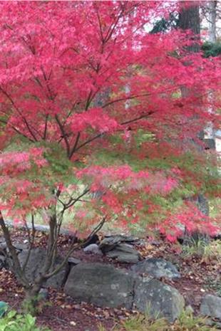 Acer palmatum Seiryu Akçaağaç fidanı