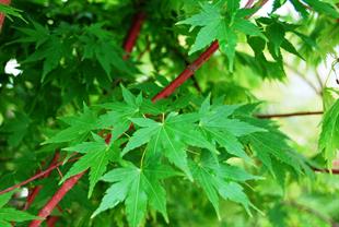 Acer palmatum Senkaki Sango Kaku Kırmızı dallı Japon Akçaağaç fidanı