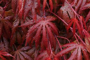 Acer palmatum Trompenburg Akçaağaç fidanı