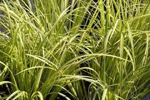 Acorus calamus variegata Alacalı Eğirotu fidesi