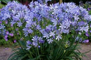 Agapanthus Charlotte Afrika zambağı Agapantus fidesi