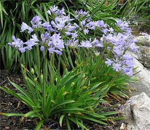 Agapanthus Star Quality Afrika zambağı Agapantus fidesi