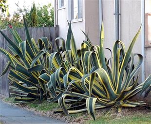 Agave americana variegata Alacalı Agav fidanı