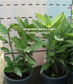 Aucuba japonica Variegata Akuba Aküba Keklik Kanadı fidanı