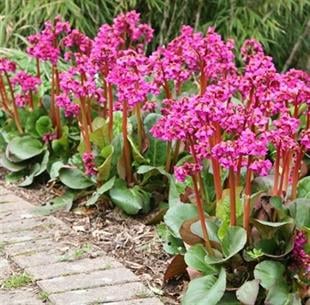 Bergenia cordifolia Fil Kulağı Kış Ortancası fidesi