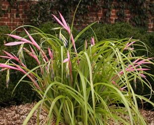 Billbergia nutans minor Efe Püskülü Kraliçenin Gözyaşı fidanı