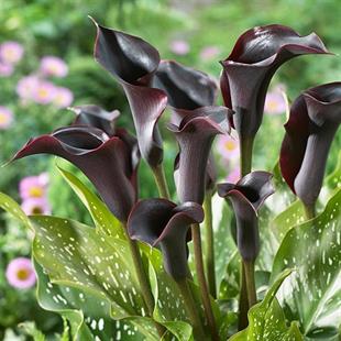Calla, Zantedeschia Kala cala gala çiçeği patatesi, yumrusu Cantor