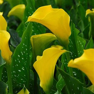 Calla, Zantedeschia Kala cala gala çiçeği patatesi, yumrusu Capt Morel