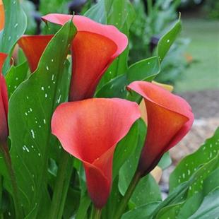 Calla, Zantedeschia Kala cala gala çiçeği patatesi, yumrusu Capt Odeon