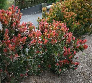 Callistemon viminalis Red Rocket Fırça Çalısı