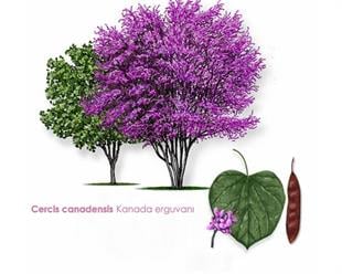 Cercis canadensis Kanada Erguvan fidanı